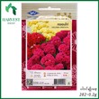 Harvest Shop ကြက်မောက်ကတ္တီပါပန်းမျိုးစေ့ HF 003
