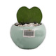 Cactus Gallery Cactus Plant CG-103