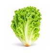 City Farm Gap Lettuce 