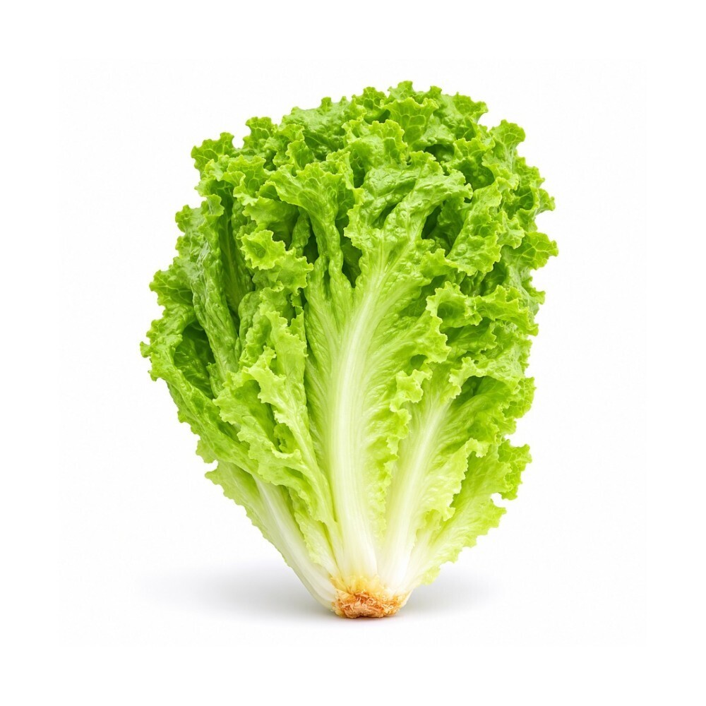 City Farm Gap Lettuce 