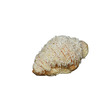 Seasons White Chocolate Butter Croissant 