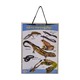 U Learn Amphibians Poster