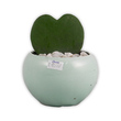 Cactus Gallery Cactus Plant CG-103