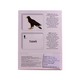 Baby's  Animal Birds Cards