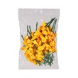NM Padauk Flower 10PCS