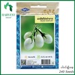 Harvest Shop ခရမ်းကြွပ်သီးအဖြူမျိုးစေ့ EP 006