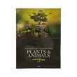 Plants & Animals-မောင်တင်ဦး (ရုက္ခ)