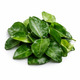 Kaffir Leaves 50G