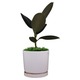 Cactus Gallery Mini Orange Plant