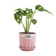 Cactus Gallery Cactus Plant CG-104
