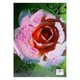 နှင်းဆီ  (မစန္ဒာ)