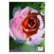 နှင်းဆီ  (မစန္ဒာ)