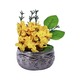 NM Silver Bowl Flower (M)